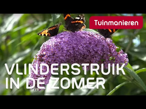 De Vlinderstruik in de zomer, de buddleja | Zomer | Tuinmanieren