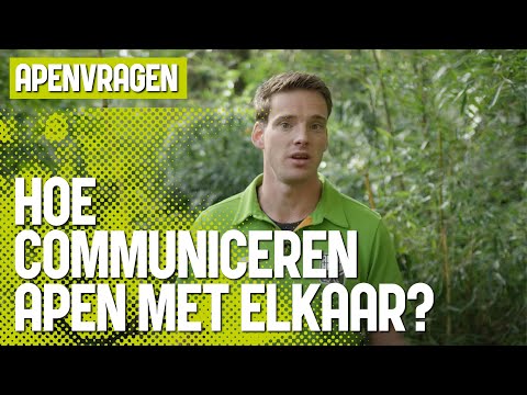 Hoe communiceren apen met elkaar? | Apenvragen