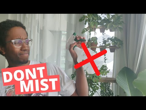 Why I stopped misting plants | How to actually increase humidity