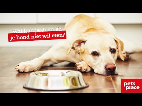 Wat kun je doen als je hond niet wil eten?