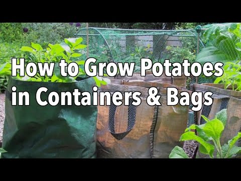 Growing Potatoes in Containers - How to Grow Potatoes in Bags or Pots