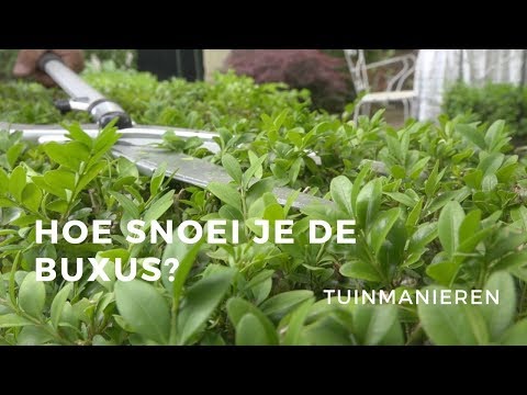 Buxus snoeien: Hoe doe je dat? | Tuinmanieren