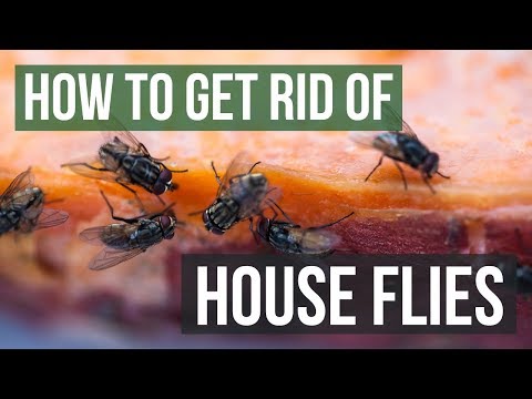 How to Get Rid of House Flies (4 Simple Steps)