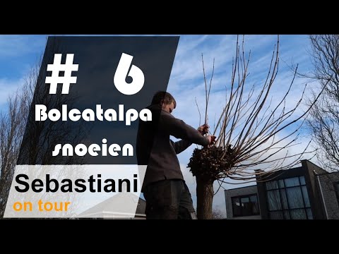 Bolcatalpa snoeien SEBASTIANI ON TOUR #6