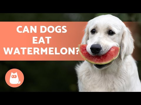 Can Dogs Eat WATERMELON? - We Explain All!