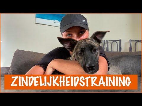 Zo maak je jouw hond zindelijk! | DierenpraatTV