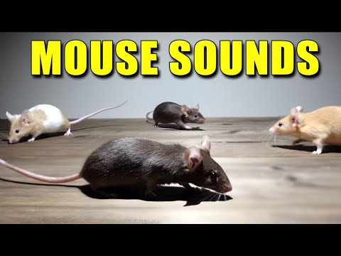 Mouse Sounds - Mice Squeaking Sounds Compilation