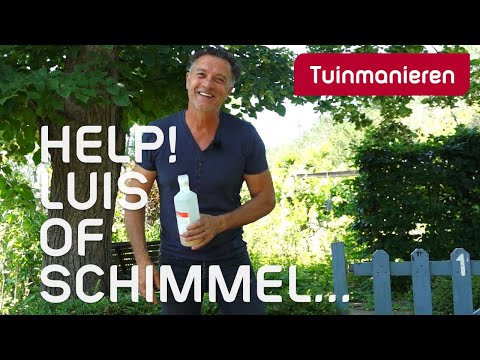 Luis, schimmel, meeldauw, spint, witte vlieg. Wat doe je ertegen? | Tuinmanieren