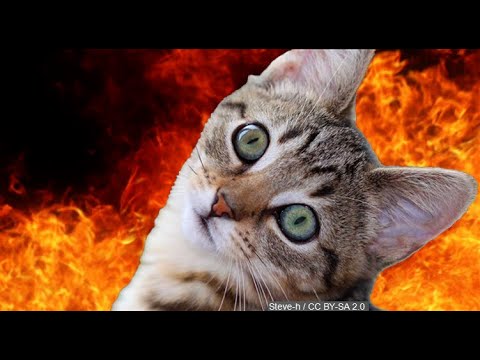 How Often do Cats go into Heat?  😺  🙀