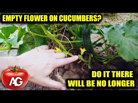 EMPTY FLOWER ON CUCUMBERS DO THIS AND YOU WILL COLLECT CUCUMBERS WITH CRATES