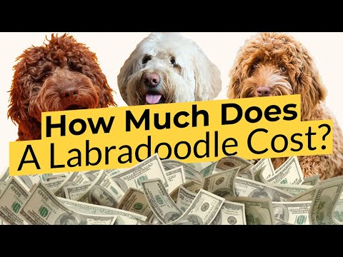 How Much Does a Labradoodle Cost ? 💰🐶🔴 2023 Guide 🔴