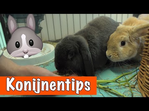 10 tips over KONIJNEN🐰 | DierenpraatTV