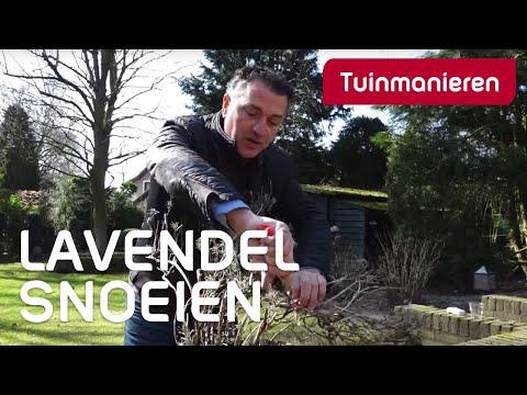 Lavendel snoeien: hoe doe je dat? | Tuinmanieren