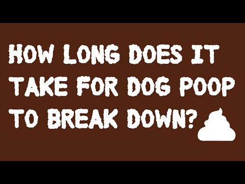 How long does it take for dog poop to break down?