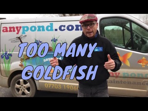 Too many goldfish in my pond - UK Pond Fish Video