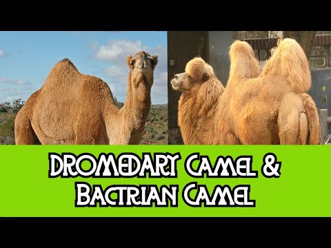 Dromedary Camel & Bactrian Camel - The Differences