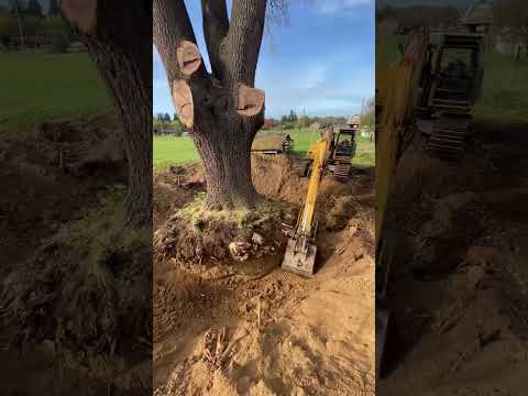 175 Year Old Black Walnut Tree Salvaged in Oregon #shorts #youtubeshorts