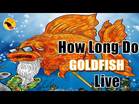 How Long Do Goldfish Live? What Is The Average Lifespan Goldfish