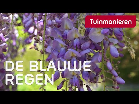 De blauwe regen | Lente | Tuinmanieren