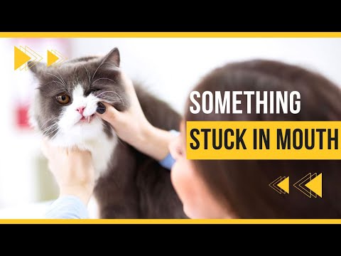 Cat Acts Like Something Stuck In Mouth - Things You Must Know