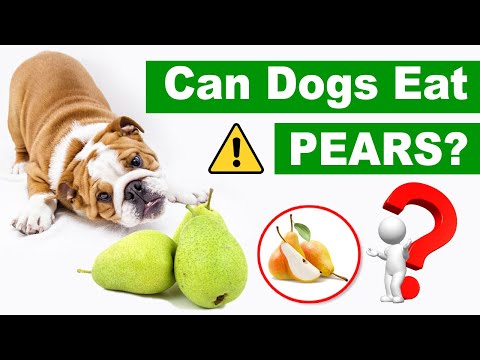 ⚠️ Can Dogs Eat Pears? ⚠️ What You Should Know!