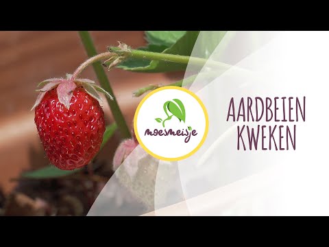 Aardbeien stekken | Aardbeien kweken