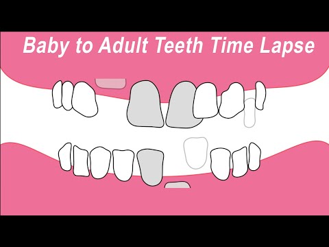 Baby Teeth to Adult Teeth Time Lapse Animation