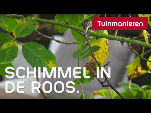 Geel blad en vlekken in de roos. Schimmel? | Ziektes en plagen | Tuinmanieren