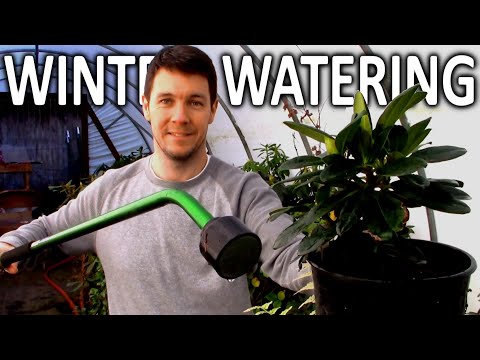 Should I Water My Potted Plants Through the Winter:  Winter Season Plant Care Tips