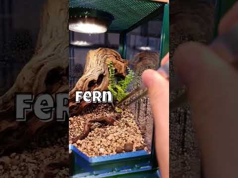 Making A Terrarium For A Cute Jumping Spider