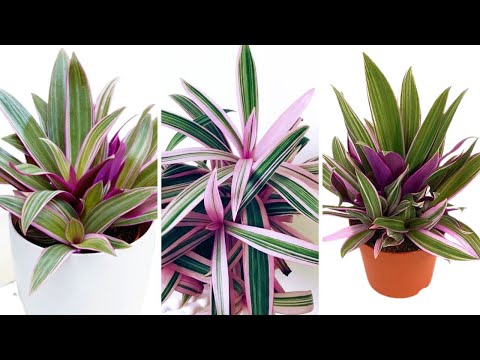 Tradescantia Spathacea propagation | Rhoeo Plant Care and Grow | Oyster plant | Moses in the Cradle